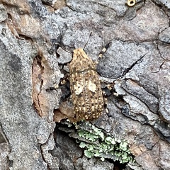 Euparius marmoreus
