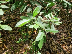 Psychotria carthagenensis