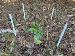 Quercus boyntonii