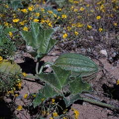 Apodanthera undulata