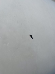 Phyllotreta cruciferae