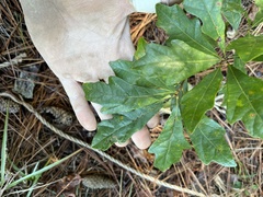 Quercus boyntonii
