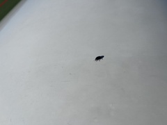 Phyllotreta cruciferae