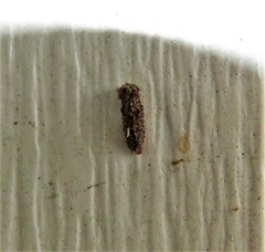 Dahlica triquetrella