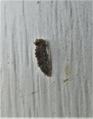 Dahlica triquetrella