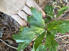 Quercus boyntonii