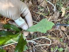 Quercus boyntonii