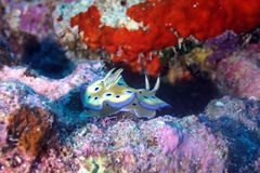 Goniobranchus kuniei