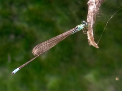 Pseudagrion coeleste