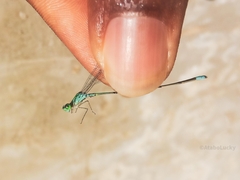 Pseudagrion coeleste