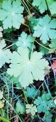 Geranium macrorrhizum