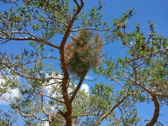 Psittacanthus sonorae