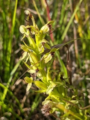 Habenaria repens
