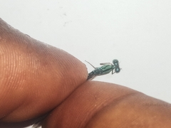 Pseudagrion coeleste