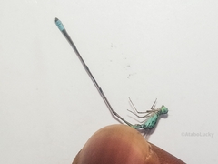 Pseudagrion coeleste