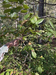 Vaccinium corymbosum