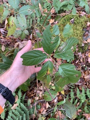 Rubus canadensis