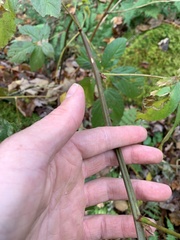 Rubus canadensis