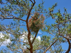 Psittacanthus sonorae