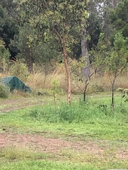 Todiramphus macleayii