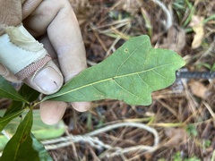 Quercus boyntonii