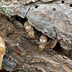 Euparius marmoreus