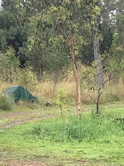 Todiramphus macleayii