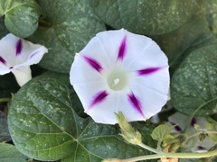 Ipomoea