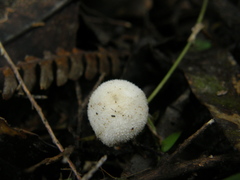 Tympanella galanthina