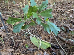 Quercus boyntonii