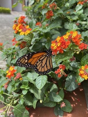 Danaus plexippus