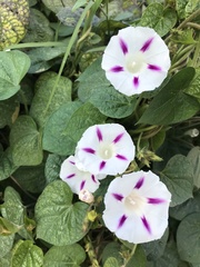 Ipomoea