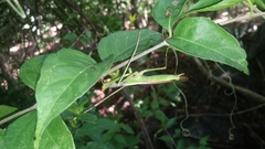 Stagmomantis