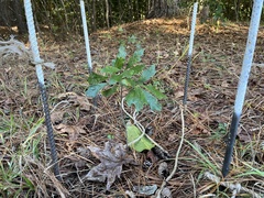 Quercus boyntonii