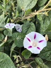 Ipomoea