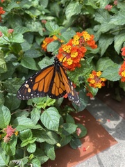 Danaus plexippus