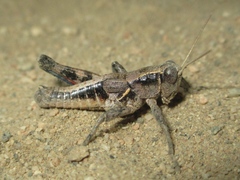 Oedaleonotus