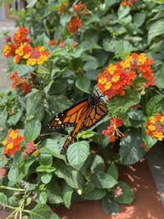 Danaus plexippus