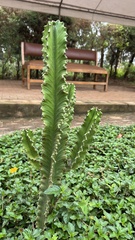 Euphorbia ingens