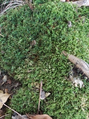 Callicladium imponens