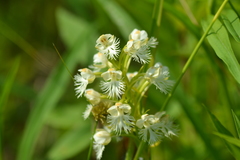 Platanthera leucophaea