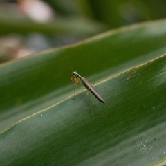 Hapalopezella maculata
