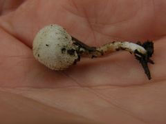 Tympanella galanthina