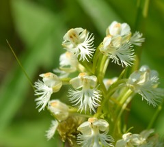 Platanthera leucophaea
