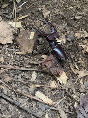 Lucanus elaphus