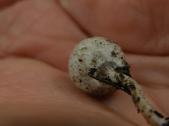 Tympanella galanthina