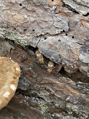 Euparius marmoreus