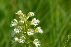 Platanthera leucophaea