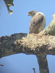 Micrastur ruficollis