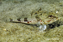 Chitonotus pugetensis